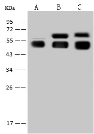 Recombinant Angiotensinogen/AGT Monoclonal Antibody (AN300511P)