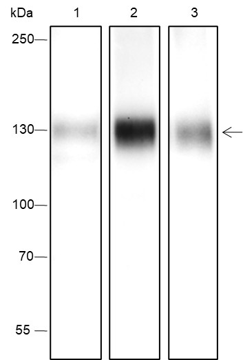 Recombinant Phospho-TrkA (Y791) Monoclonal Antibody (AN301752L)