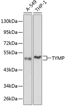TYMP Polyclonal Antibody (E-AB-68268)