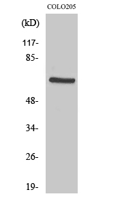 PDPK1 Polyclonal Antibody (E-AB-32535)