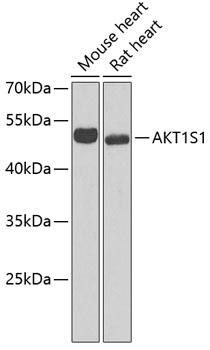 AKT1S1 Polyclonal Antibody (E-AB-67741)