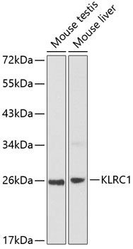 KLRC1 Polyclonal Antibody (E-AB-60270)