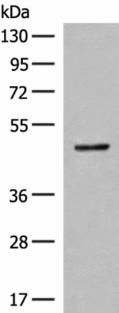 SCRN2 Polyclonal Antibody (E-AB-18833)