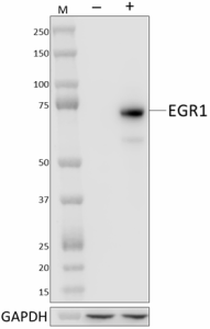 Purified anti-EGR1 Antibody (943901)