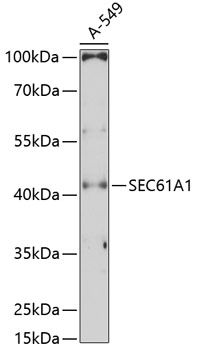 SEC61A1 Polyclonal Antibody (E-AB-90275)
