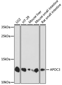 APOC3 Polyclonal Antibody (E-AB-66214)