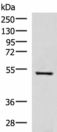 FDXR Polyclonal Antibody (E-AB-52975)