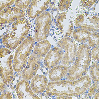 MMP10 Polyclonal Antibody (E-AB-60818)