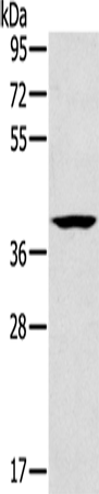 CAB39 Polyclonal Antibody (E-AB-16615)