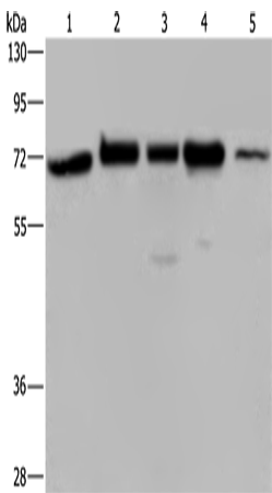 AGFG1 Polyclonal Antibody (E-AB-10751)