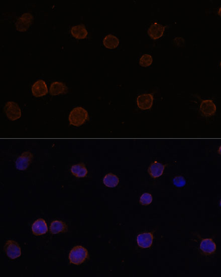 ANO2 Polyclonal Antibody (E-AB-67586)