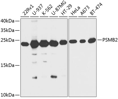 PSMB2 Polyclonal Antibody (E-AB-64757)