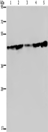 CERS4 Polyclonal Antibody (E-AB-13375)