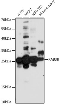 RAB38 Polyclonal Antibody (E-AB-91557)