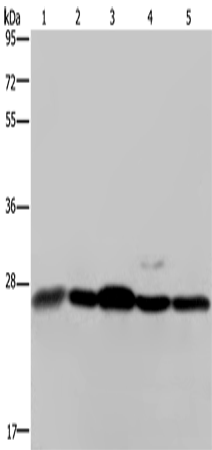 HMGB1 Polyclonal Antibody (E-AB-15716)