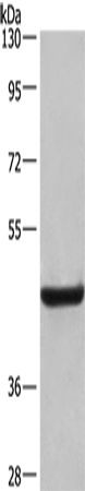 CD107b Polyclonal Antibody (E-AB-10277)