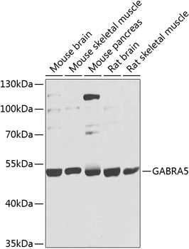 GABRA5 Polyclonal Antibody (E-AB-62085)