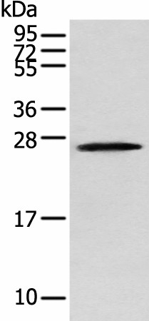 TPPP Polyclonal Antibody (E-AB-18394)