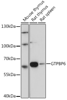 GTPBP6 Polyclonal Antibody (E-AB-92032)