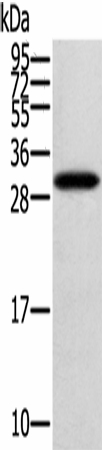 STARD5 Polyclonal Antibody (E-AB-16886)