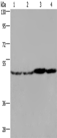 FH Polyclonal Antibody (E-AB-15051)