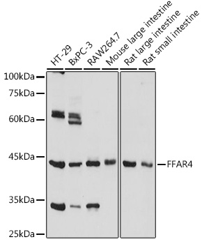 FFAR4 Polyclonal Antibody (E-AB-92119)