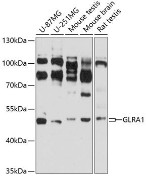 GLRA1 Polyclonal Antibody (E-AB-92499)