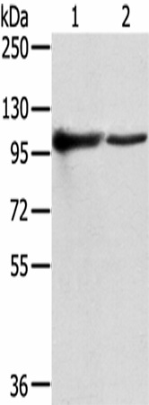 TPX2 Polyclonal Antibody (E-AB-17129)