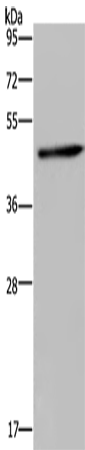 HOMER1 Polyclonal Antibody (E-AB-15098)