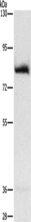 AMPD1 Polyclonal Antibody (E-AB-16156)