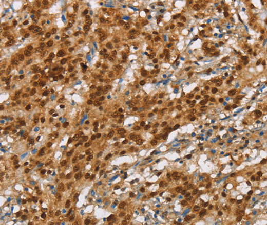 NLRP7 Polyclonal Antibody (E-AB-16254)
