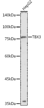 TBX3 Polyclonal Antibody (E-AB-92573)