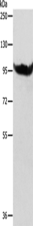 AARS2 Polyclonal Antibody (E-AB-10116)