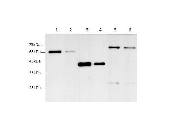 HRP-conjugated GST-Tag Monoclonal Antibody (AN00431HP)