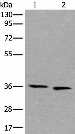 CDC123 Polyclonal Antibody (E-AB-17737)