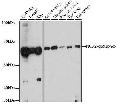 NOX2/gp91phox Polyclonal Antibody (E-AB-93080)