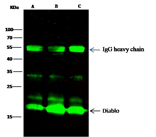 Recombinant SMAC/Diablo Monoclonal Antibody (AN300074P)