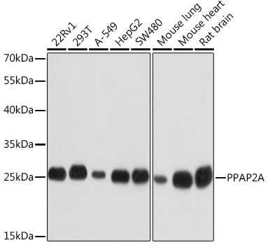 PPAP2A Polyclonal Antibody (E-AB-92509)