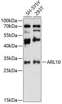 ARL10 Polyclonal Antibody (E-AB-90485)