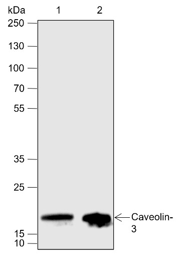 Recombinant Caveolin-3 Monoclonal Antibody (AN301915L)