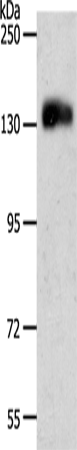 CD31 Polyclonal Antibody (E-AB-15822)