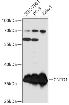 CNTD1 Polyclonal Antibody (E-AB-91920)