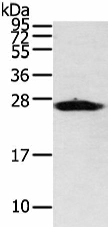 VDAC3 Polyclonal Antibody (E-AB-17253)