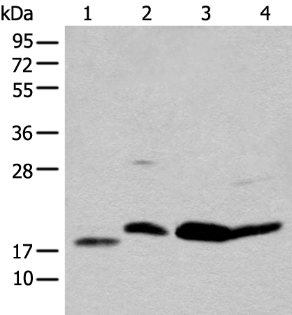 BCL2 Polyclonal Antibody (E-AB-12288)