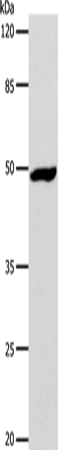 DRD1 Polyclonal Antibody (E-AB-12359)