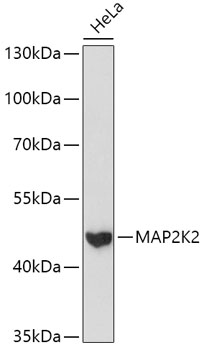 (KO Validated) MAP2K2 Polyclonal Antibody (E-AB-65103)