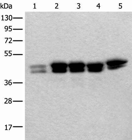 TIA1 Polyclonal Antibody (E-AB-18296)