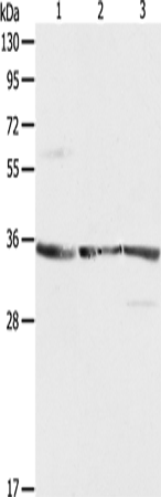 RPLP0 Polyclonal Antibody (E-AB-10583)