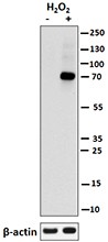 Purified anti-ZAP70 Phospho (Tyr319)/Syk Phospho (Tyr352) Antibody (683702)
