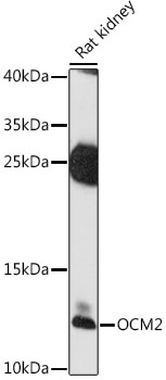OCM2 Polyclonal Antibody (E-AB-91522)